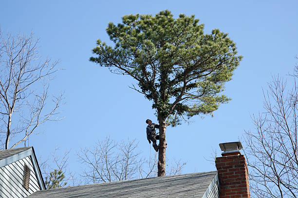 How Our Tree Care Process Works  in  Pierson, FL